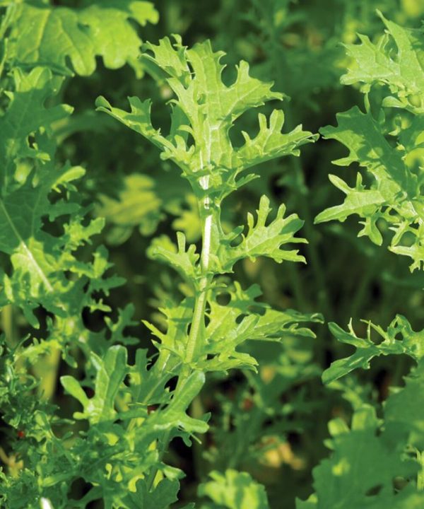 Golden Frills - Mustard Green Seed