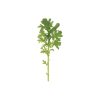 Golden Frills - Organic Mustard Green Seed
