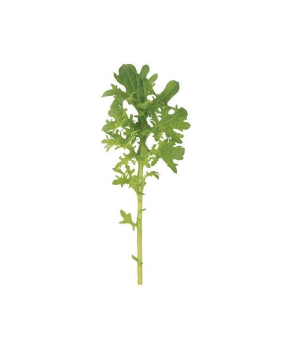 Golden Frills - Organic Mustard Green Seed