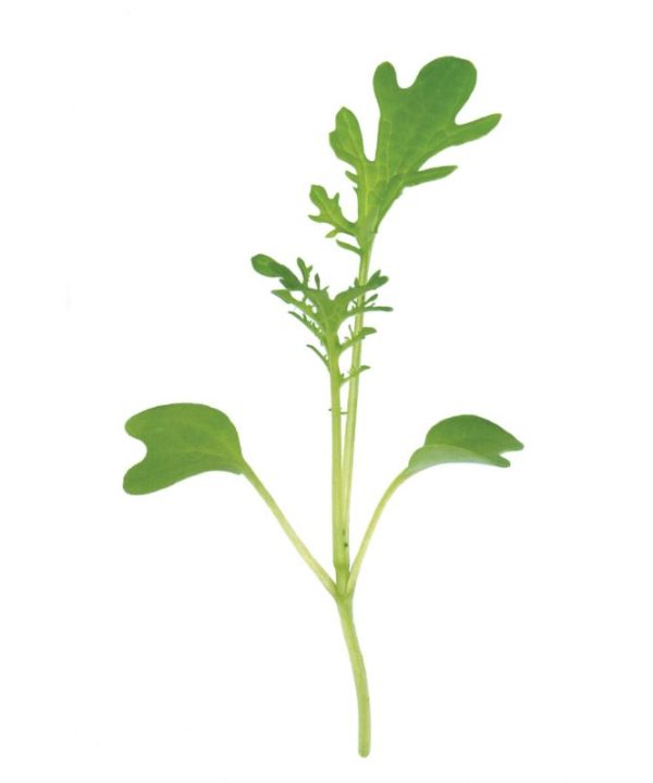 Mustard, Golden Frills - Microgreen Seed