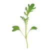 Mustard, Golden Frills - Organic Microgreen Seed