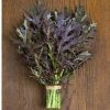 Ruby Streaks - Organic Mustard Green Seed