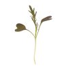 Mustard, Ruby Streaks - Microgreen Seed