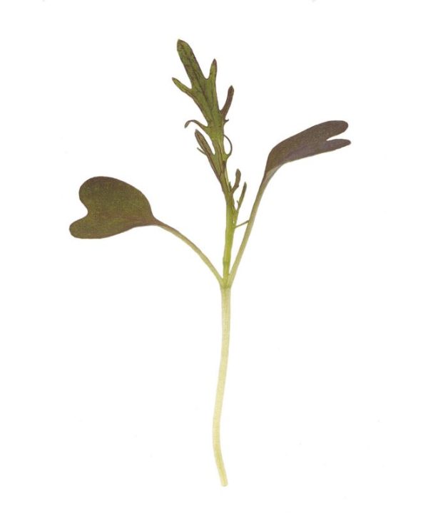 Mustard, Ruby Streaks - Microgreen Seed