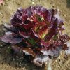 Cherokee - Lettuce Seed