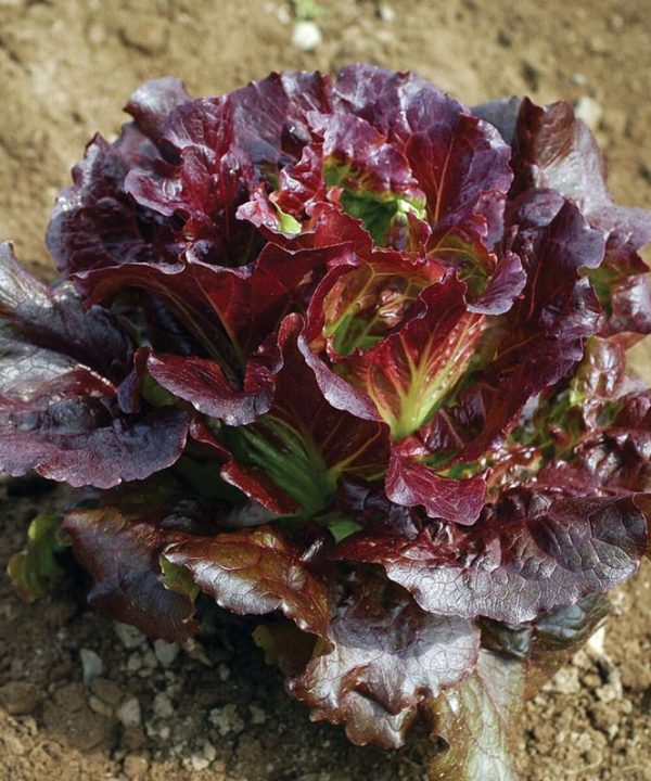Cherokee - Lettuce Seed