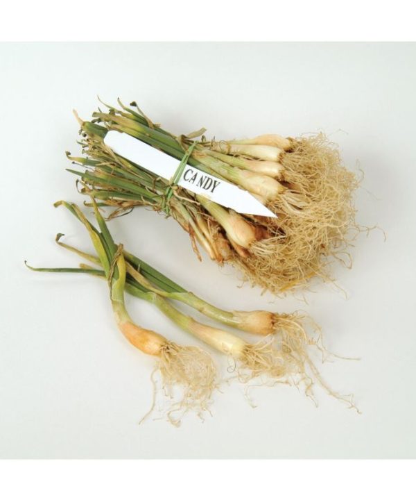 Candy - (F1) Onion Seed