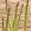 Jersey Supreme - (F1) Asparagus Seed