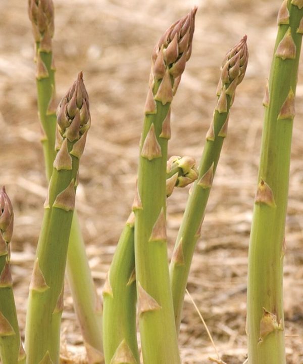 Jersey Supreme - (F1) Asparagus Seed