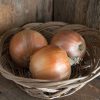 Cortland - Organic Onion Seeds
