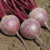Merlin - Organic (F1) Beet Seed