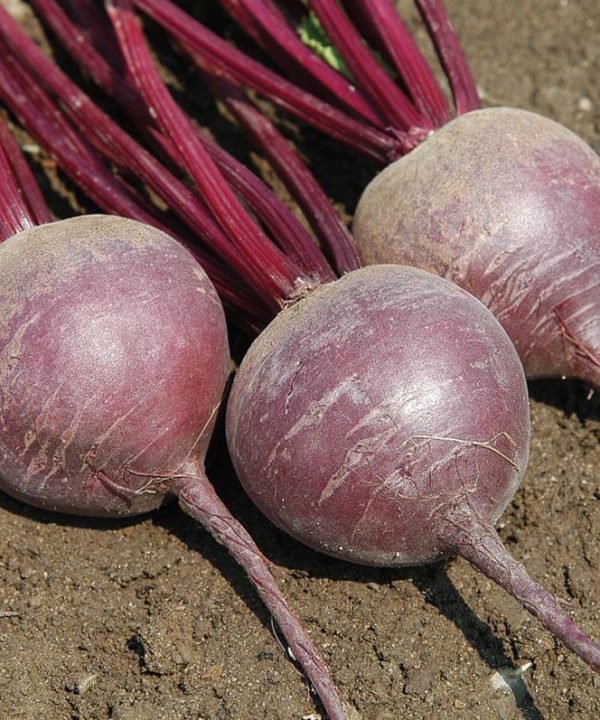 Merlin - Organic (F1) Beet Seed
