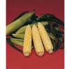 Delectable - (F1) Corn Seed