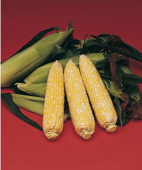 Delectable - (F1) Corn Seed