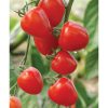 Tomatoberry Garden - (F1) Tomato Seed