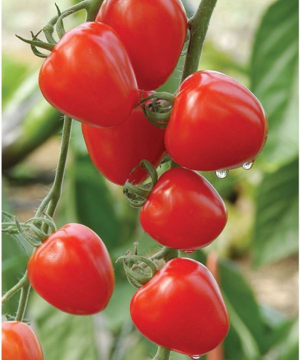 Tomatoberry Garden - (F1) Tomato Seed