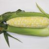 Montauk - Treated (F1) Corn Seed
