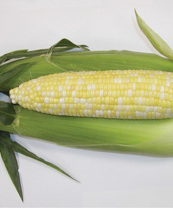 Montauk - Treated (F1) Corn Seed