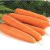 Negovia - Organic (F1) Carrot Seed
