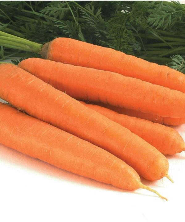 Negovia - Organic (F1) Carrot Seed