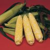 Delectable - Treated (F1) Corn Seed