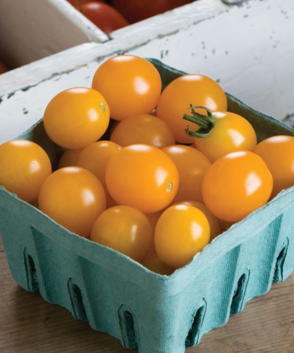 Yellow Mini - (F1) Tomato Seed
