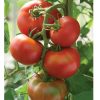 Bolseno - (F1) Tomato Seed