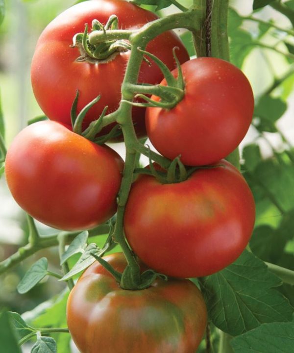 Bolseno - (F1) Tomato Seed