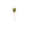 Magenta Spreen - Organic Microgreen Seed