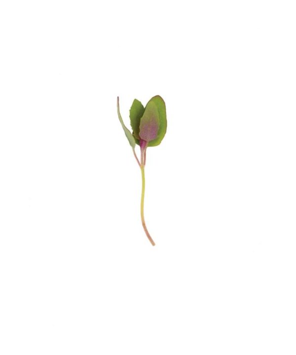 Magenta Spreen - Organic Microgreen Seed