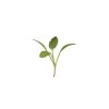 Cress, Persian - Organic Microgreen Seed