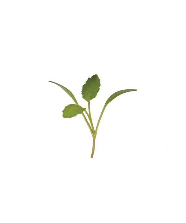 Cress, Persian - Organic Microgreen Seed