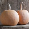 Winter Luxury - Organic Pumpkin Seed