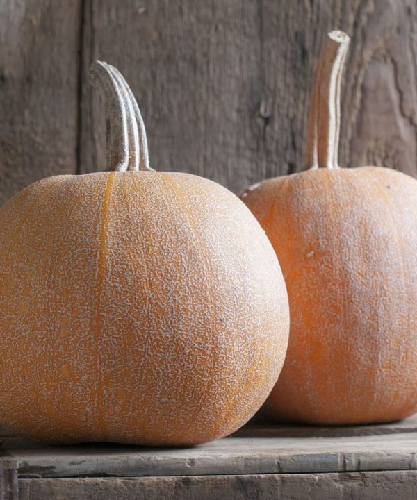 Winter Luxury - Organic Pumpkin Seed