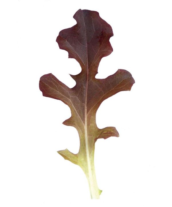 Garrison - Organic Lettuce Seed