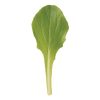 Defender - Organic Lettuce Seed