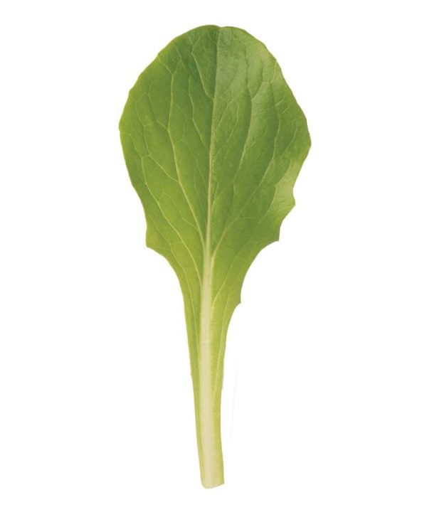 Defender - Organic Lettuce Seed