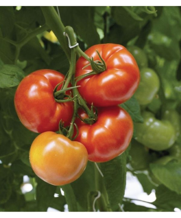 Geronimo - (F1) Tomato Seed