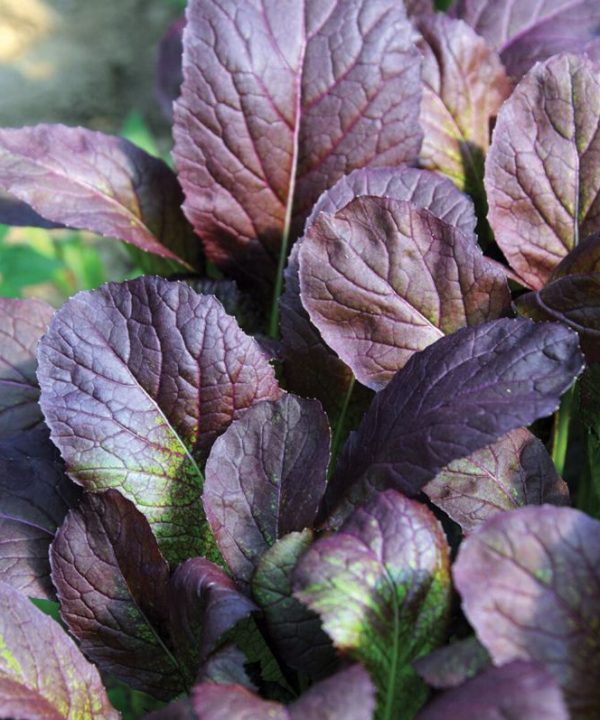 Garnet Giant - Mustard Green Seed