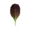 Garnet Giant - Organic Mustard Green Seed