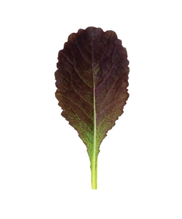 Garnet Giant - Organic Mustard Green Seed