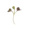 Mustard, Garnet Giant - Microgreen Seed