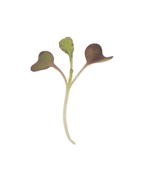 Mustard, Garnet Giant - Microgreen Seed