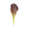 Annapolis - Lettuce Seed