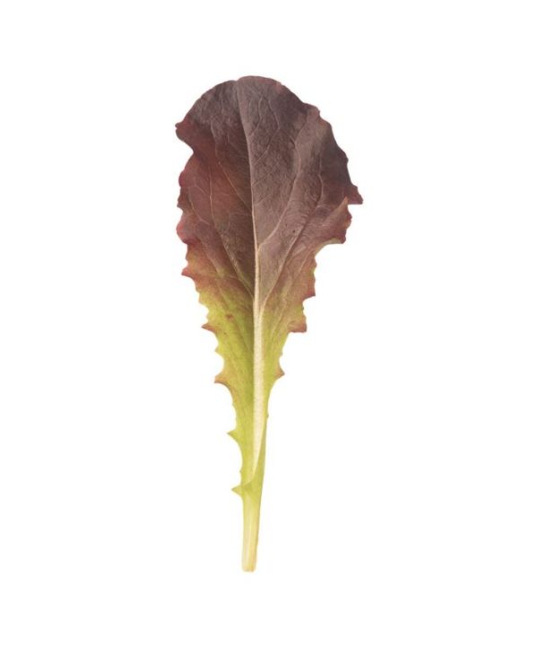 Annapolis - Lettuce Seed