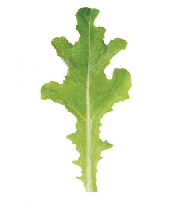 Sulu - Lettuce Seed