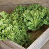 Eros - Organic Escarole Seed