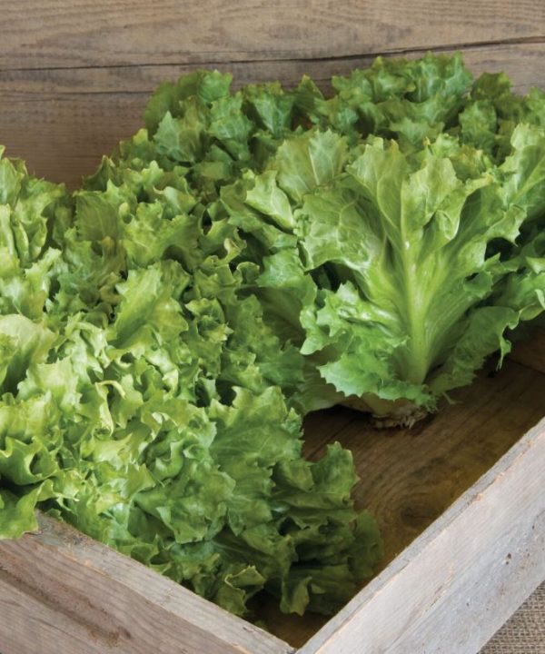 Eros - Organic Escarole Seed
