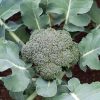 Blue Wind - (F1) Broccoli Seed