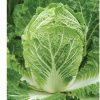 Bilko - Organic (F1) Chinese Cabbage Seed